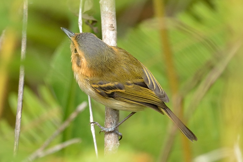 Bruinkeelschoffelsnavel